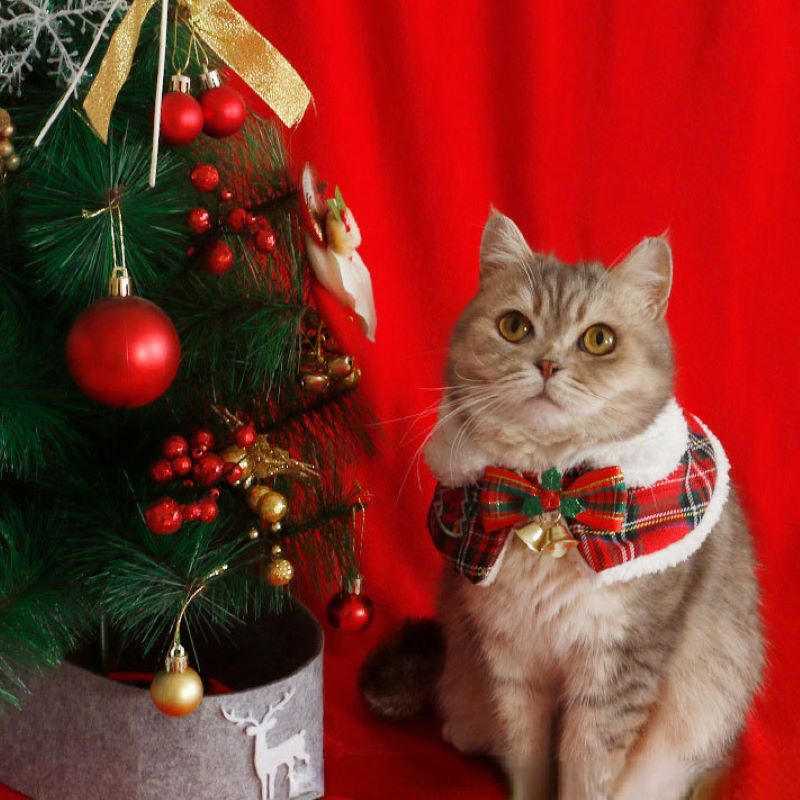 Kot Świąteczna peleryna dla zw – Winter Clothing Accessories recenzja i cena